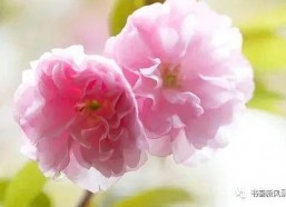 等一束花开,时光里的温柔与坚韧