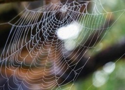 网中蜘蛛,揭秘信息搜集的神秘力量