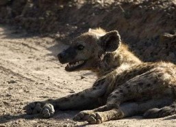 鬣狗之路,探寻非洲草原上的生存智慧与传奇故事